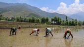 Why rice crops could be in for a weird year