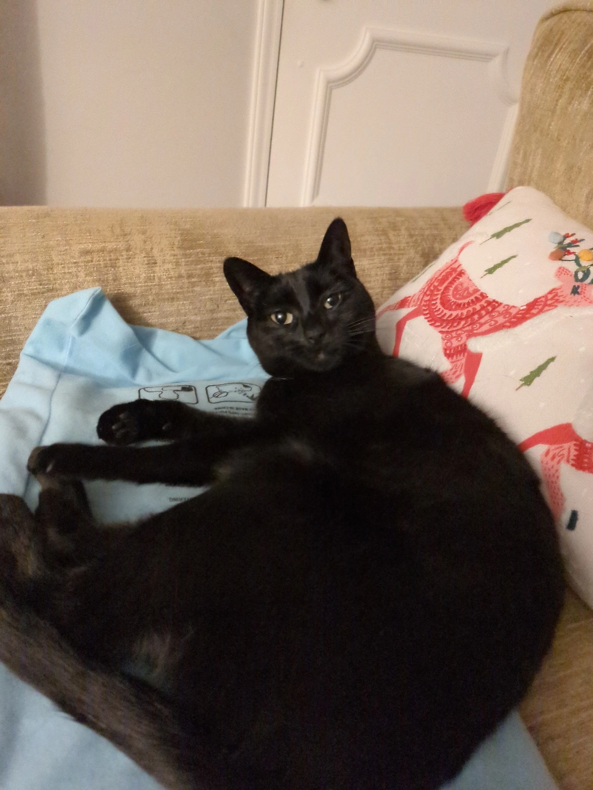 Black cat on heating pad.