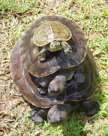 Three turtles standing on top of each other on grass.