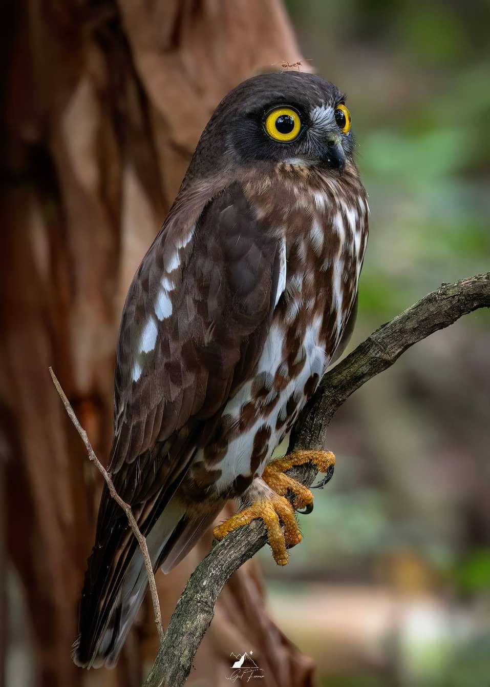 Northern Boobook