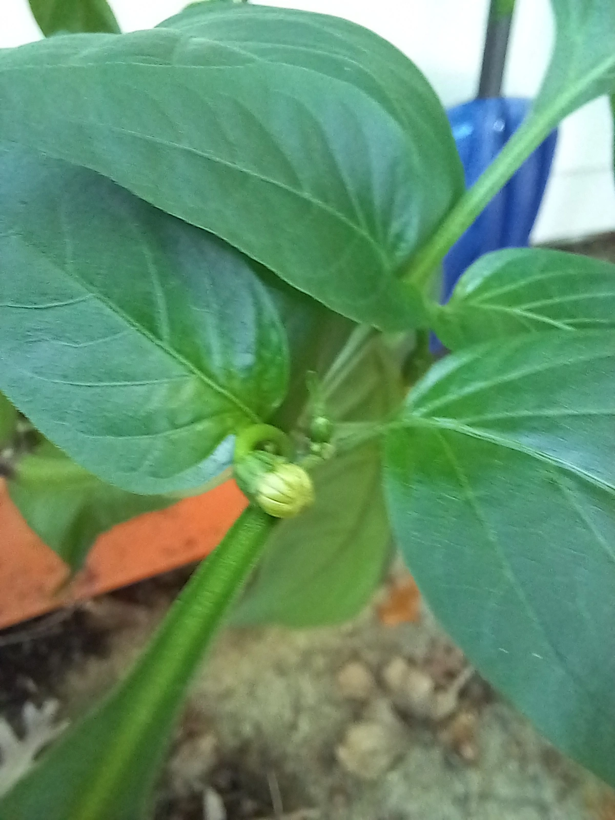 Jalapeño Flower!