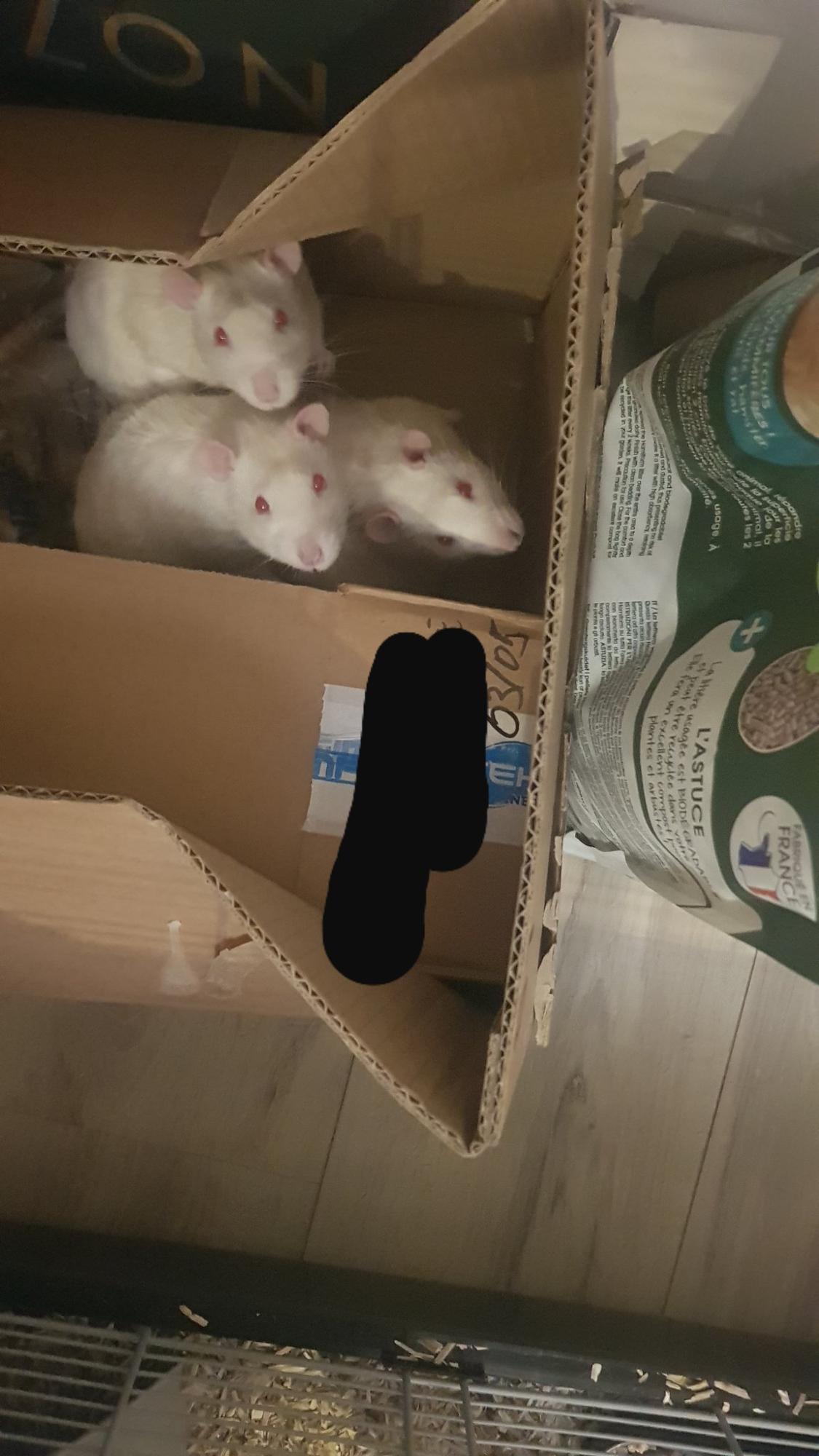 3 albinos rats in a cardboard box looking at you
