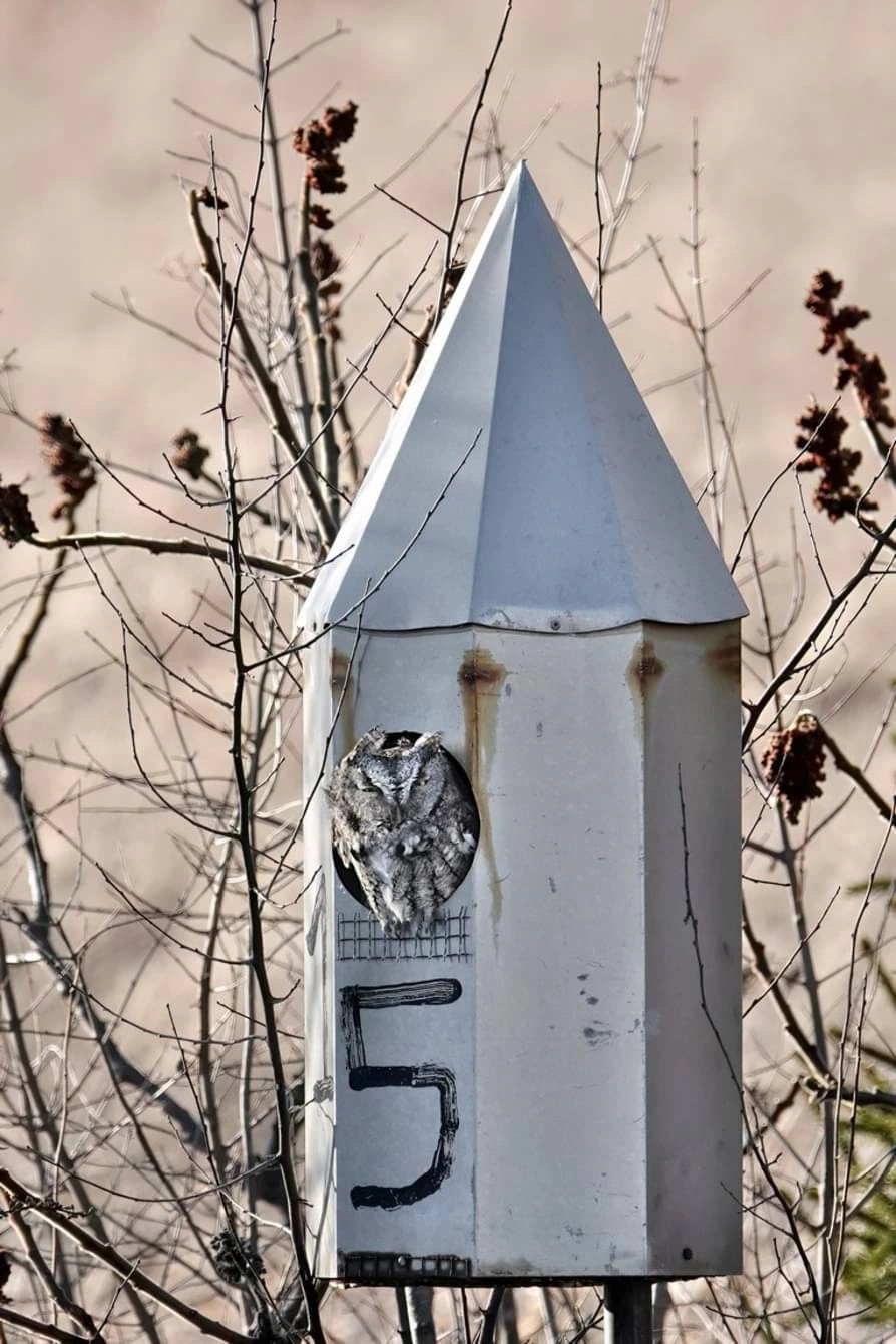 Little Rocket Man