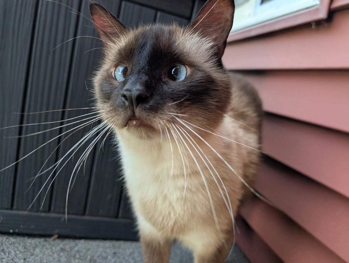 Leo from SaveAFox is here to bring some whimsy into your life