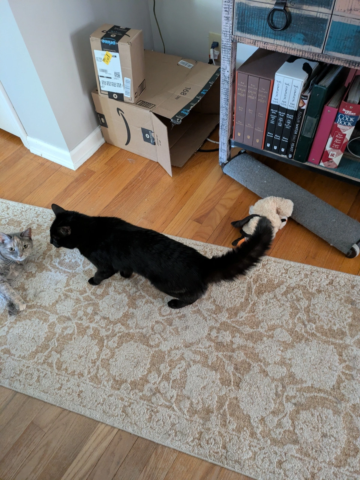 black cat with bushed tail.