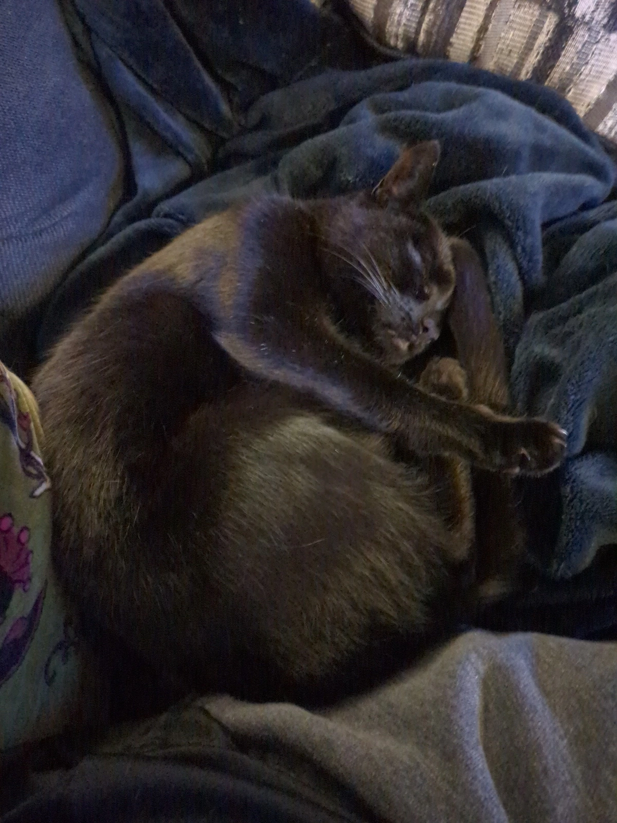 black cat 