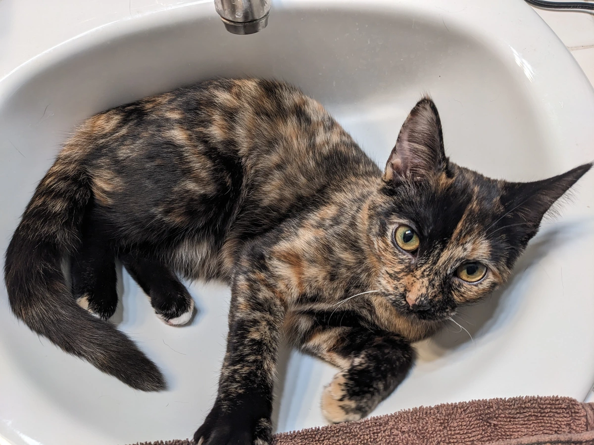 cat in sink 