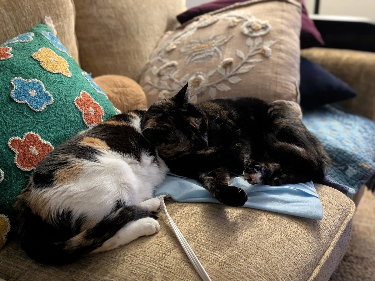 Two cats laying together.