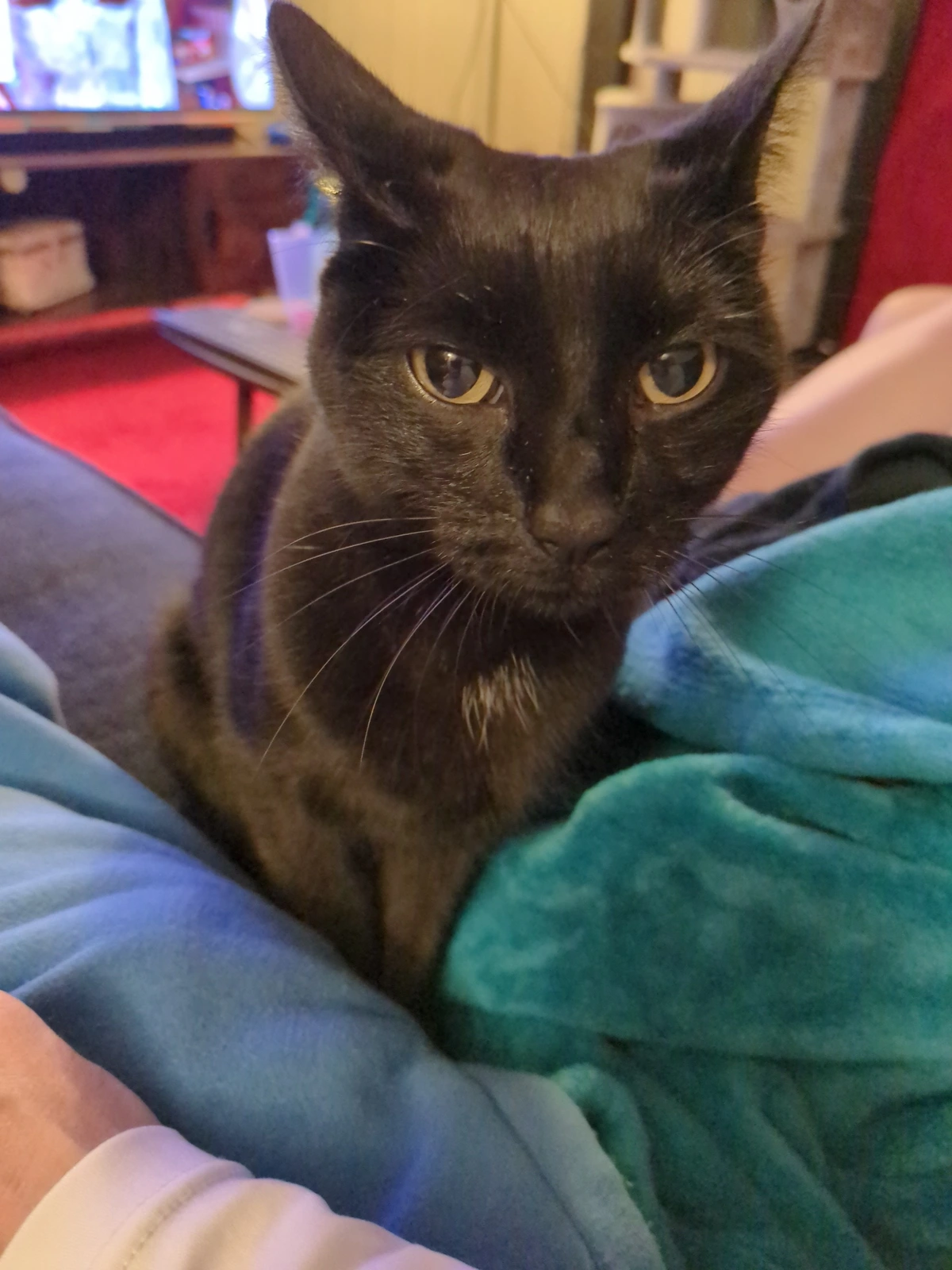black cat in your face.