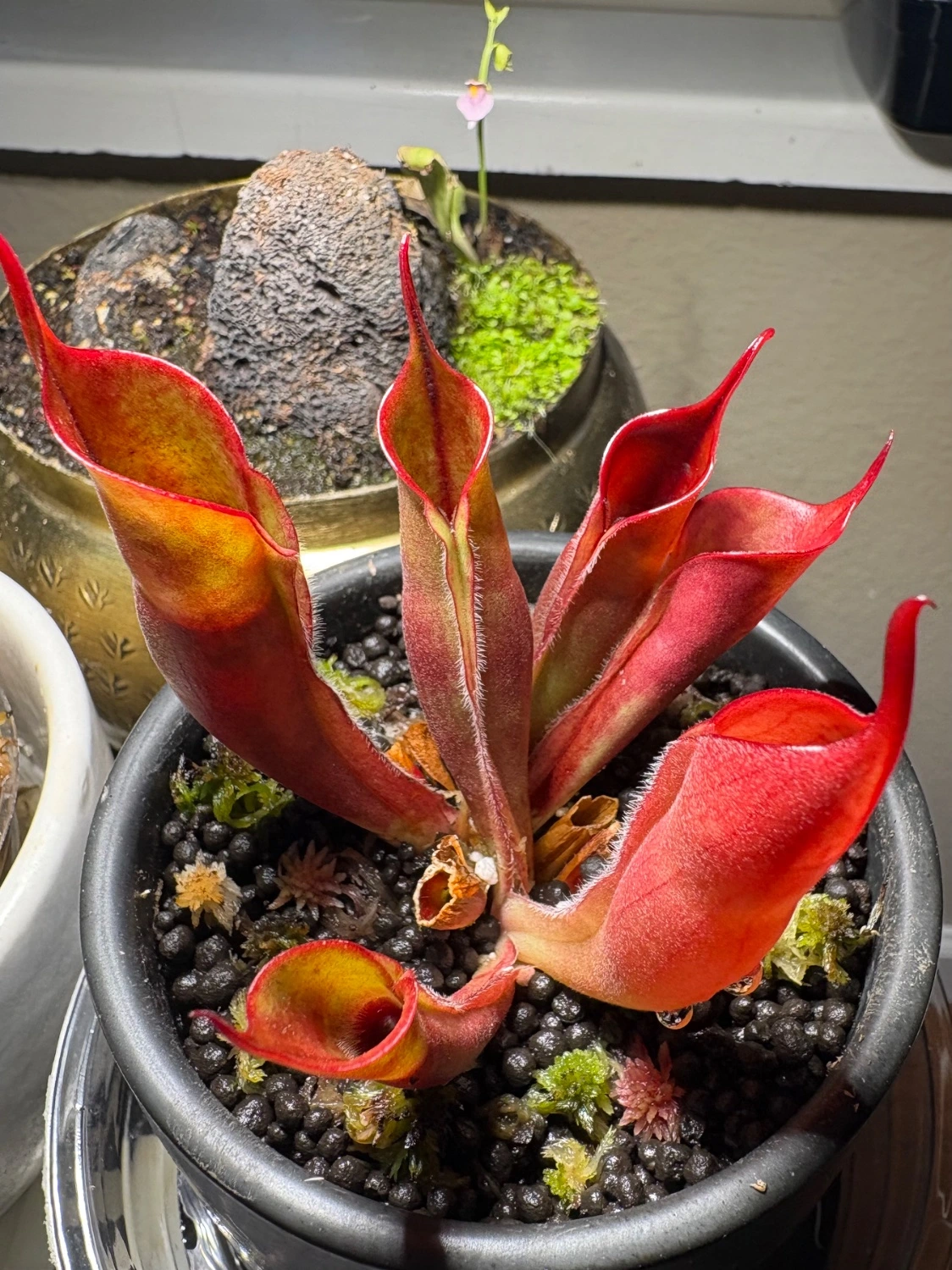 My carnivorous baby (heliamphora)