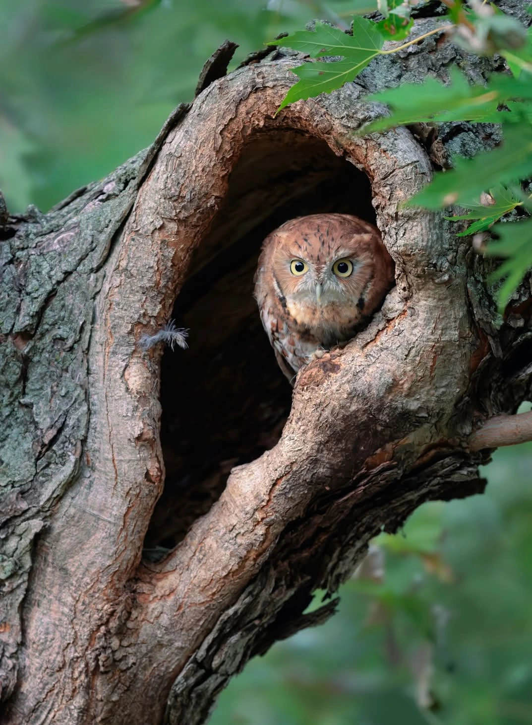 Owl in an Ear