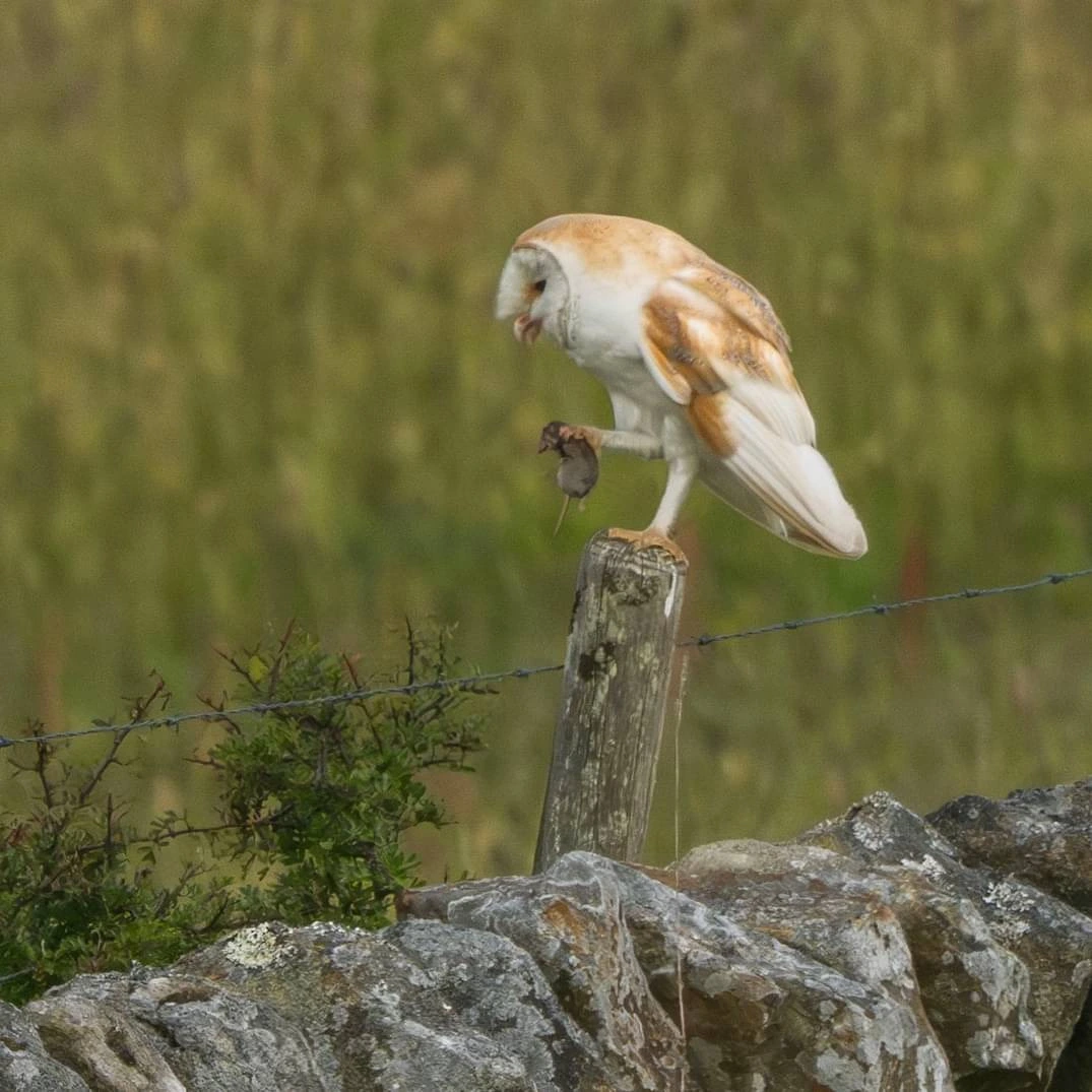 Good Catch