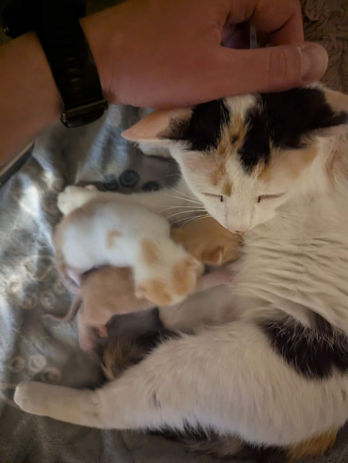 We're currently taking care for a little stray cat that looked for a place to have her kittens