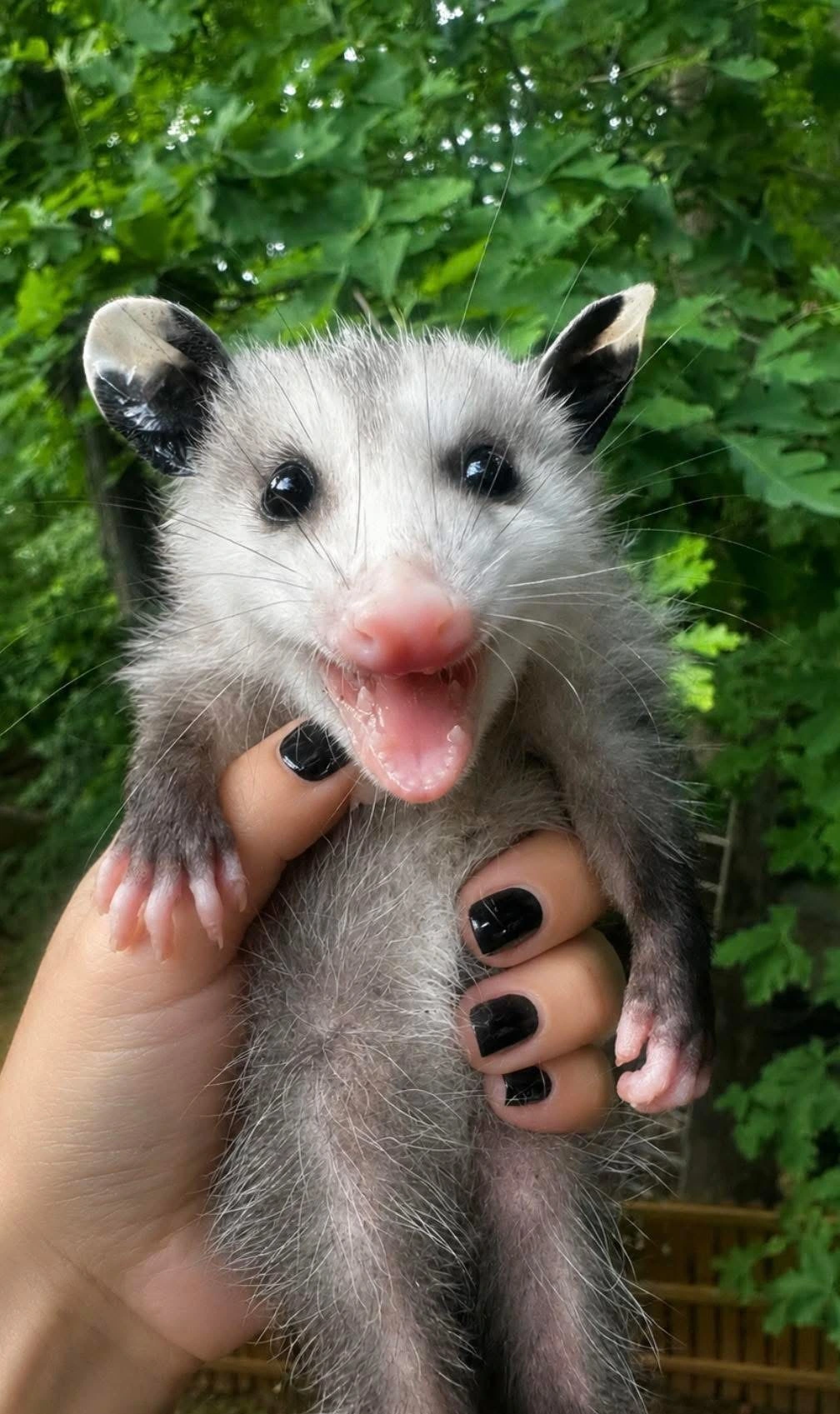 This is Russell! He was found among a litter of Siamese kittens by Nevermore Wildlife Rehabilitation