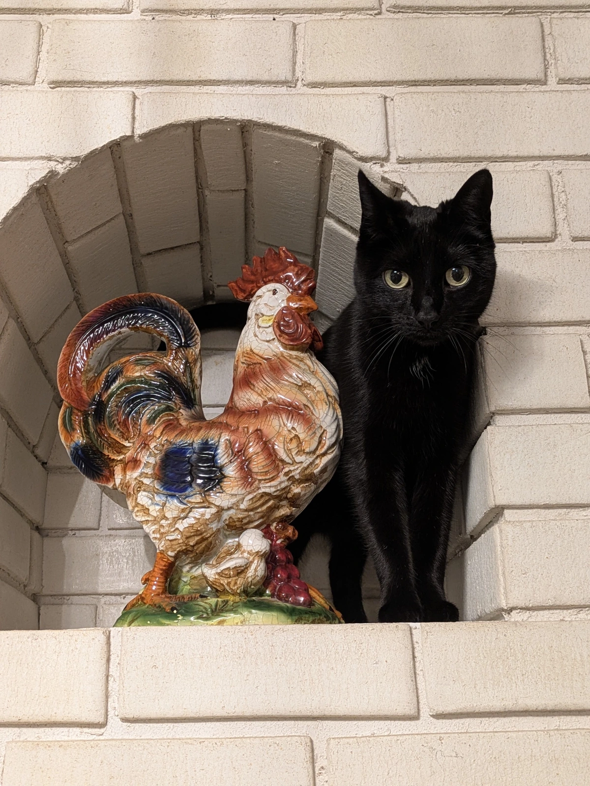 cat and chicken 