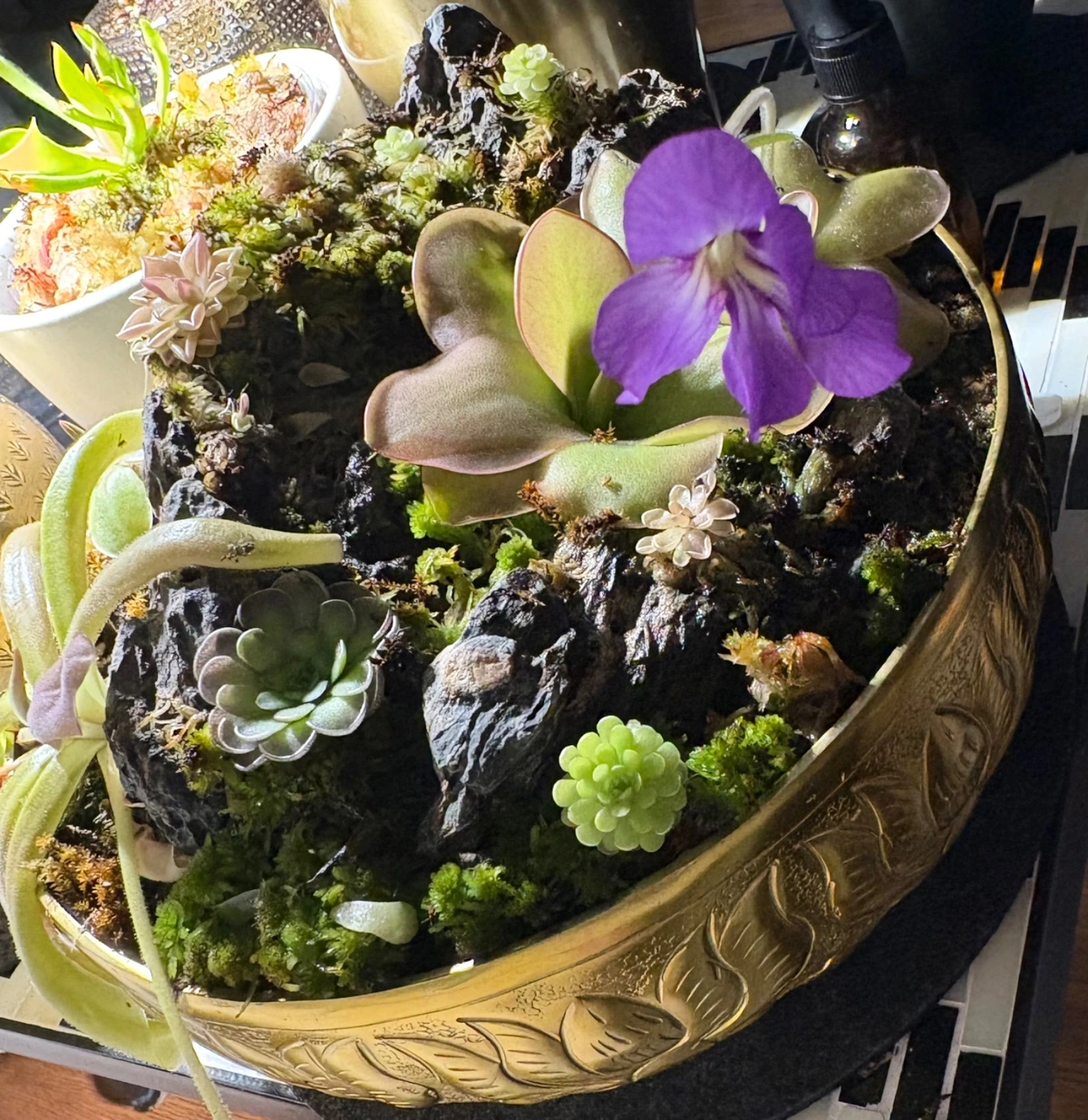 Pinguicula (butterworts)