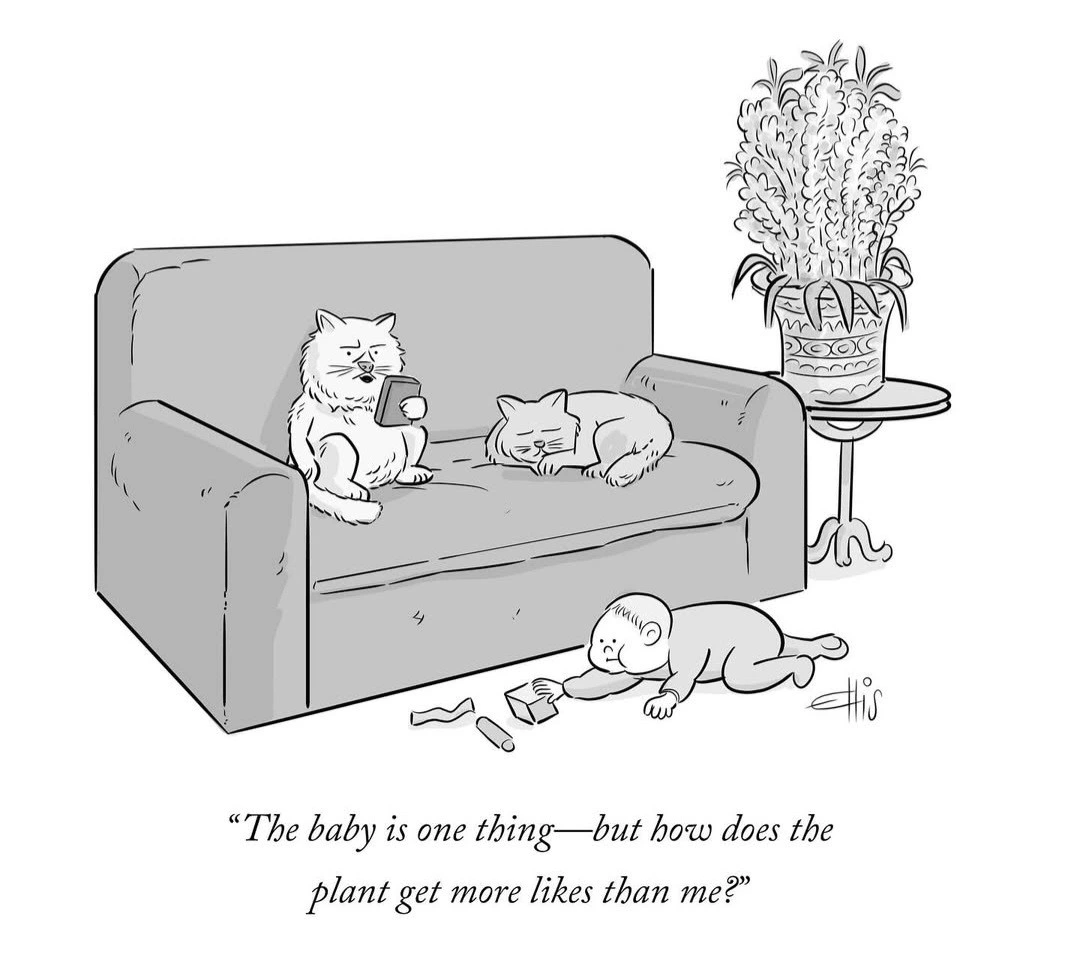 Cat problems