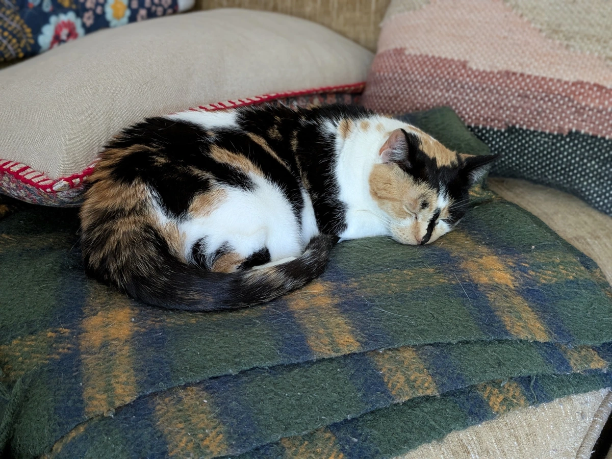 Calico Cat on Couch 