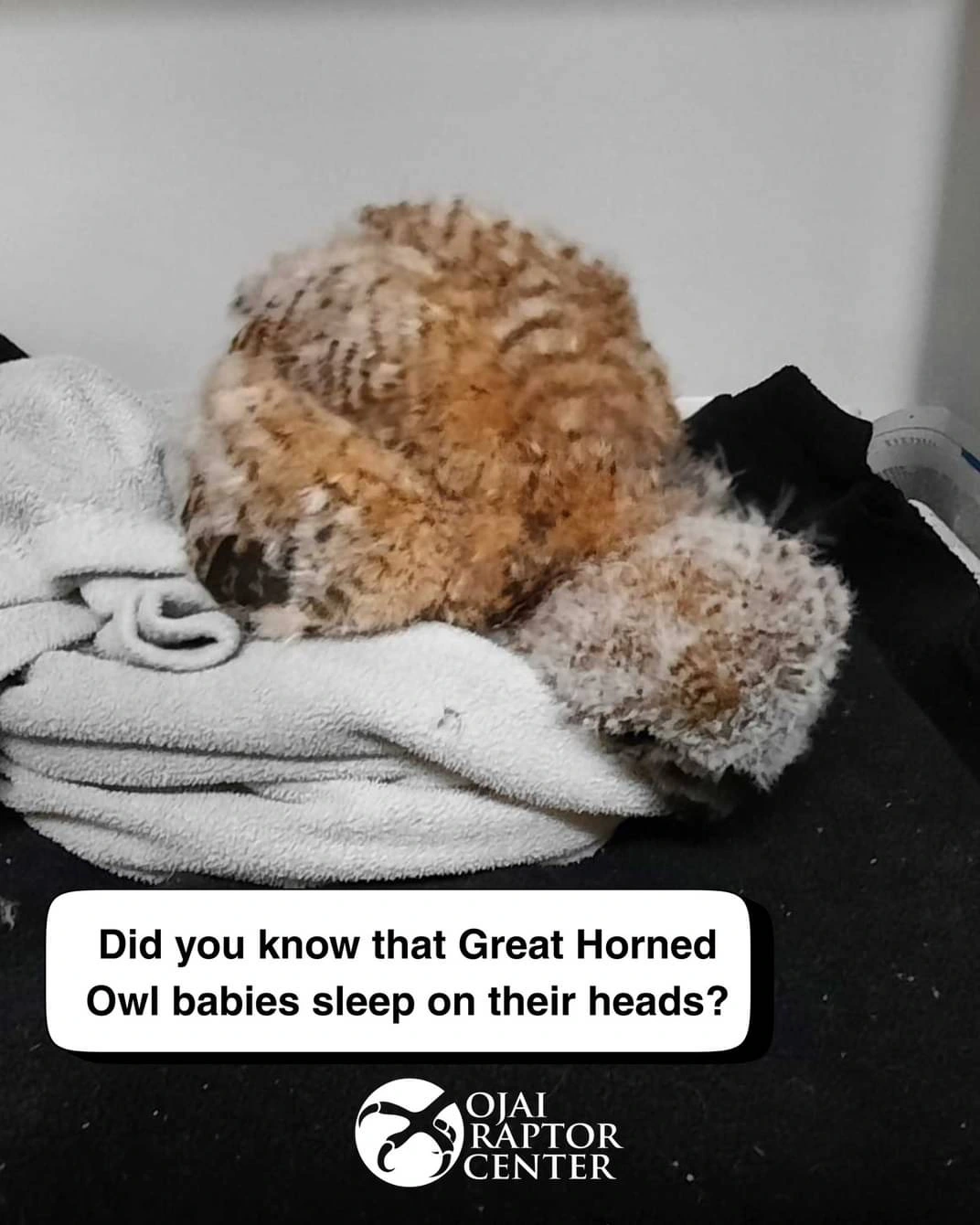 A Heavy Head