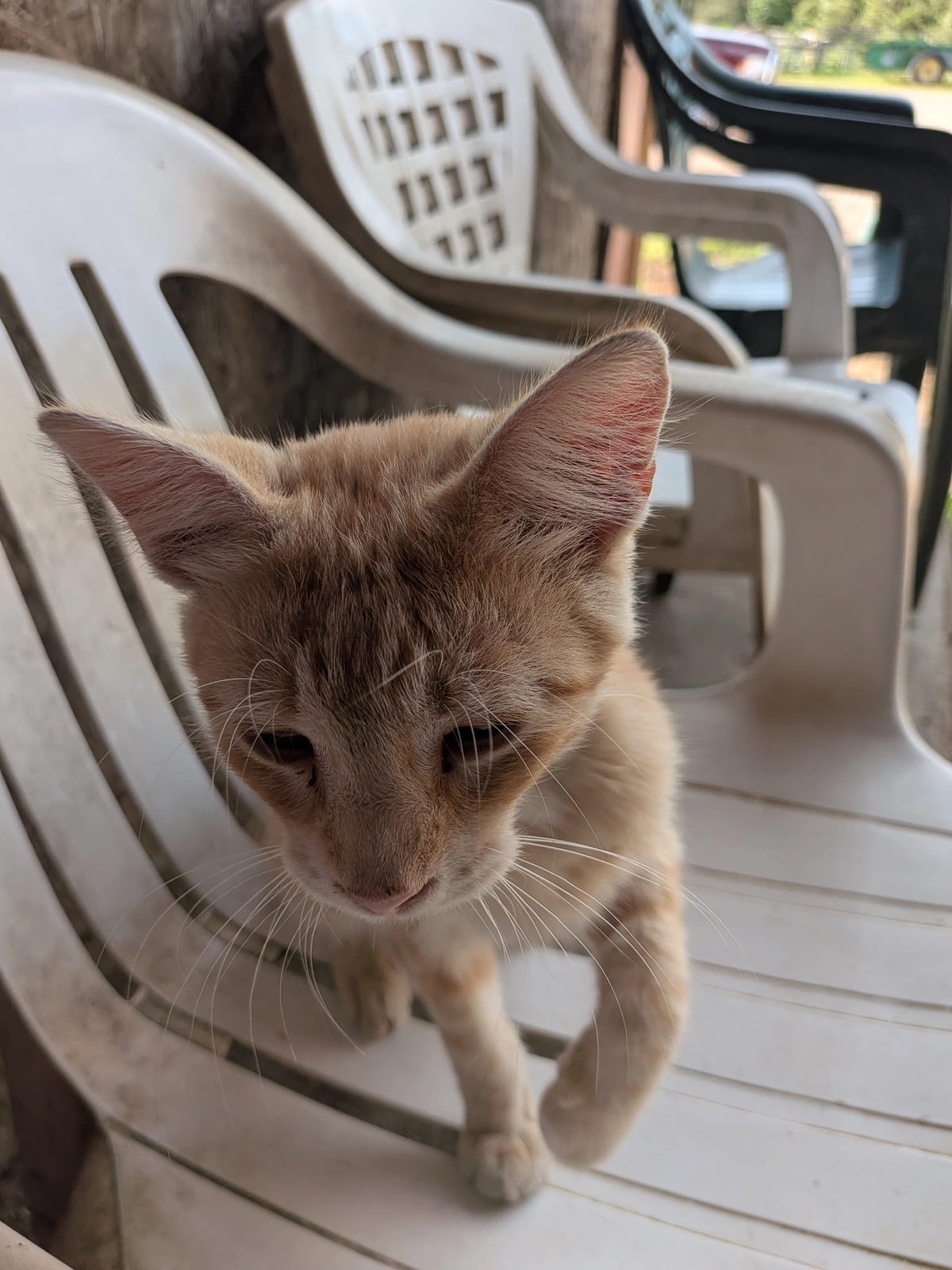 Broccoli Cheddar! He's so big now!