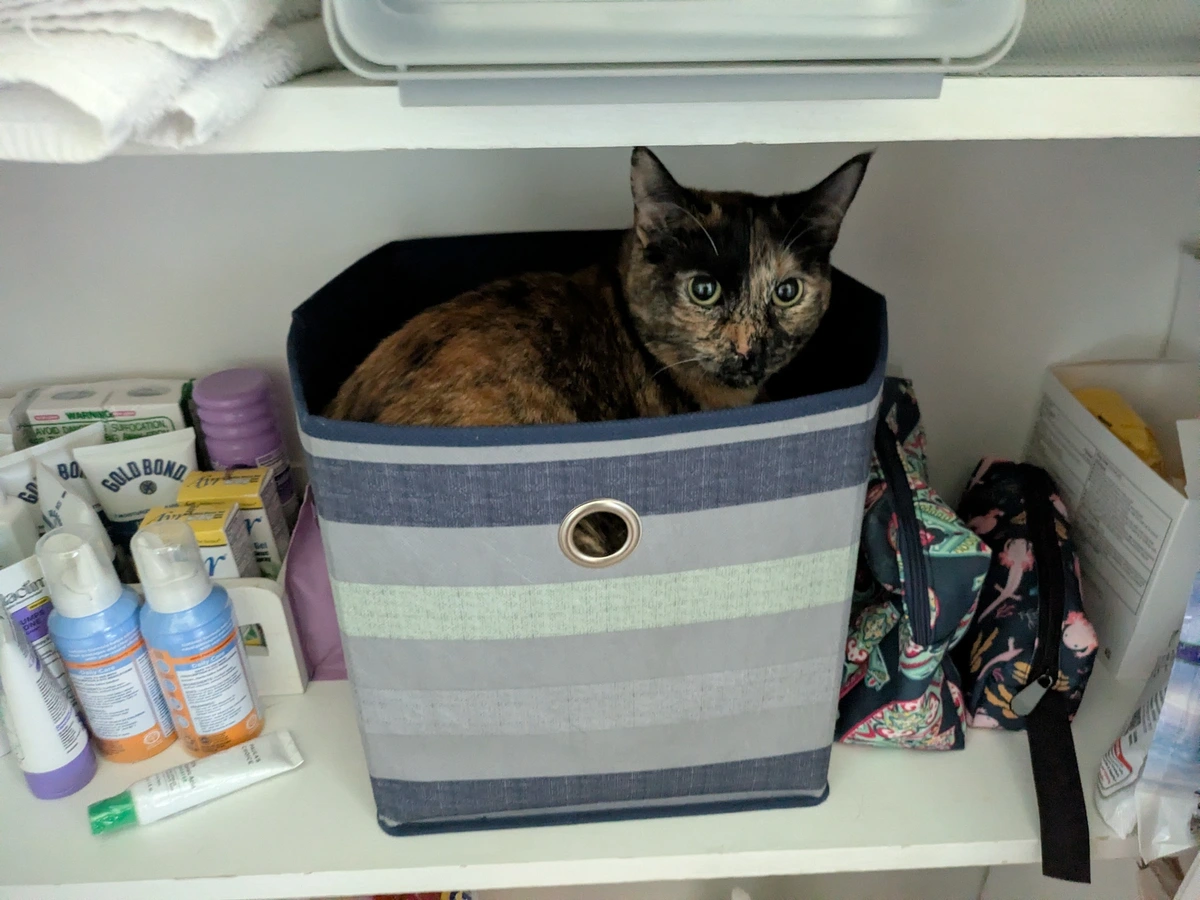cat in a basket on a shelf in a closet in a bathroom in a house on a street in a sleepy little town.
