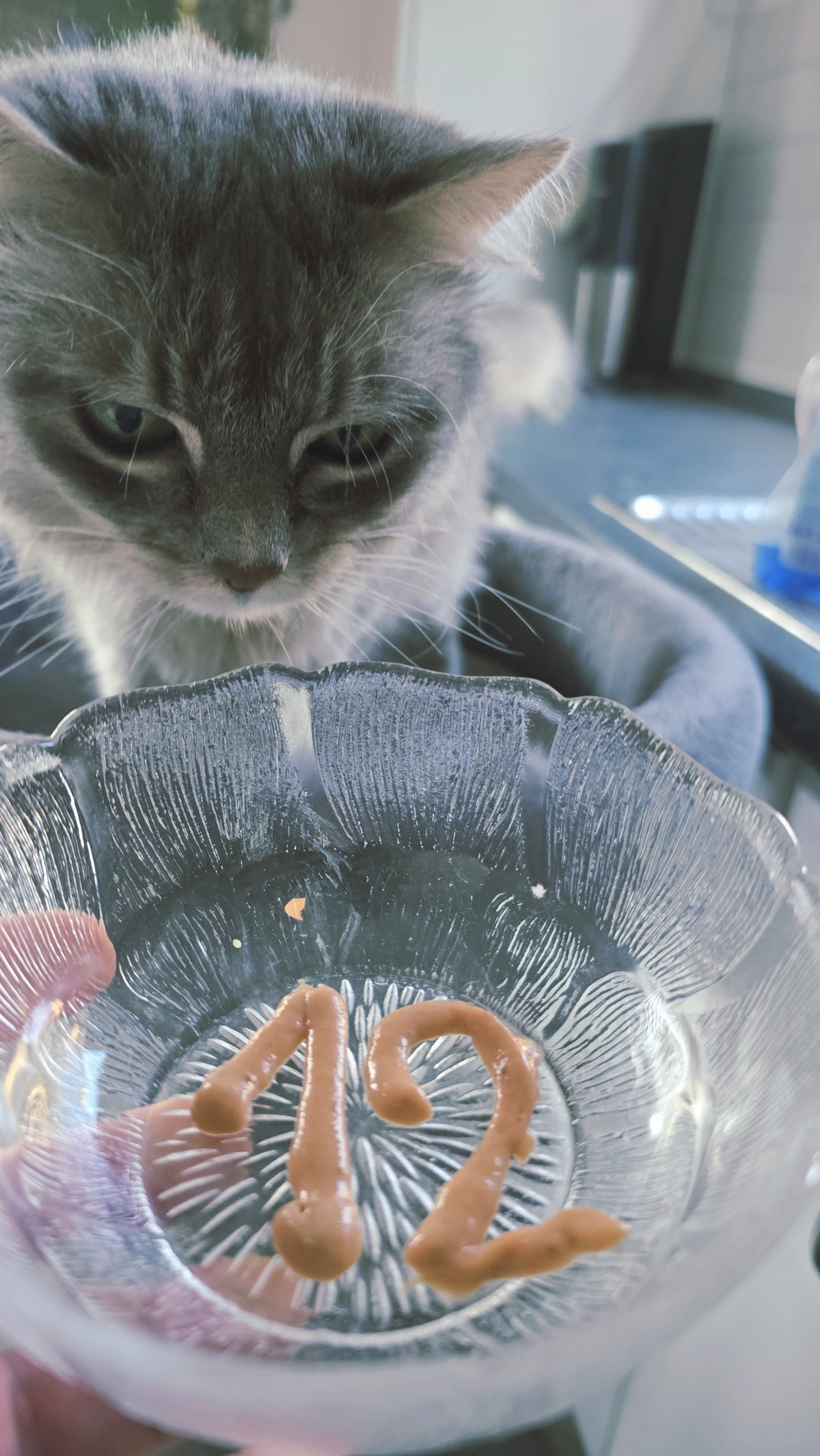 My cat Miez waiting for her multi-vitamin paste which is in the form of a 12