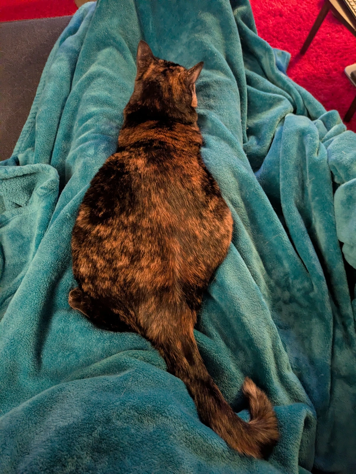 Kitty splooting.