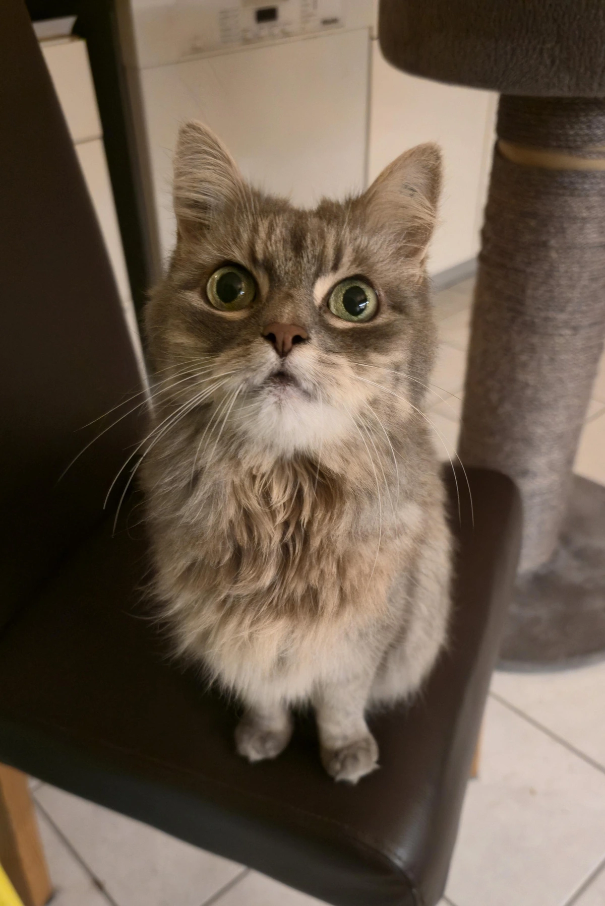 Happy 13th birthday, Miez!