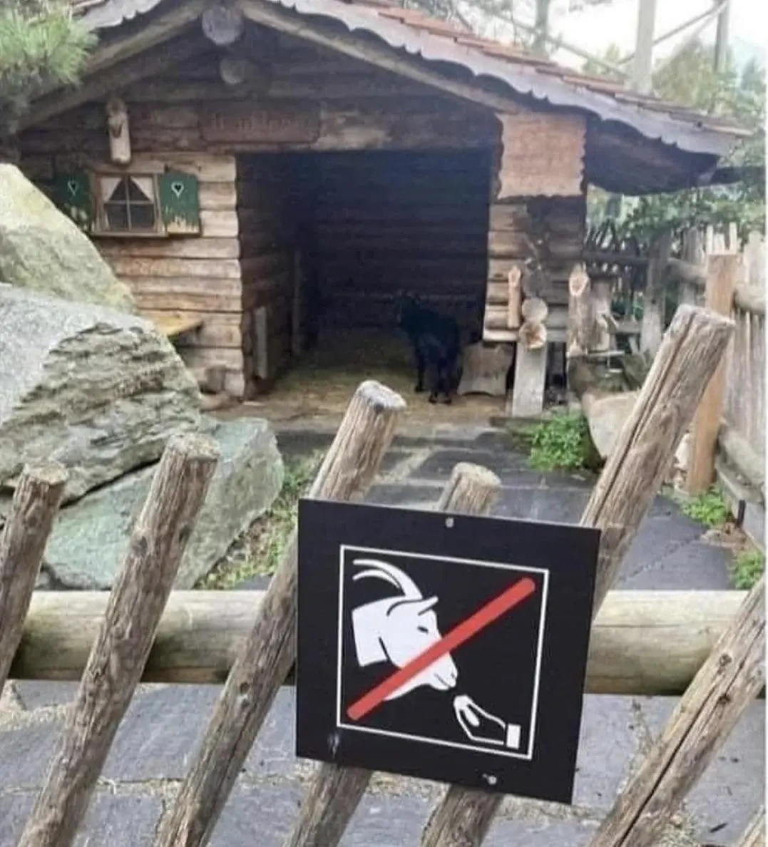 Do not Italian the goat