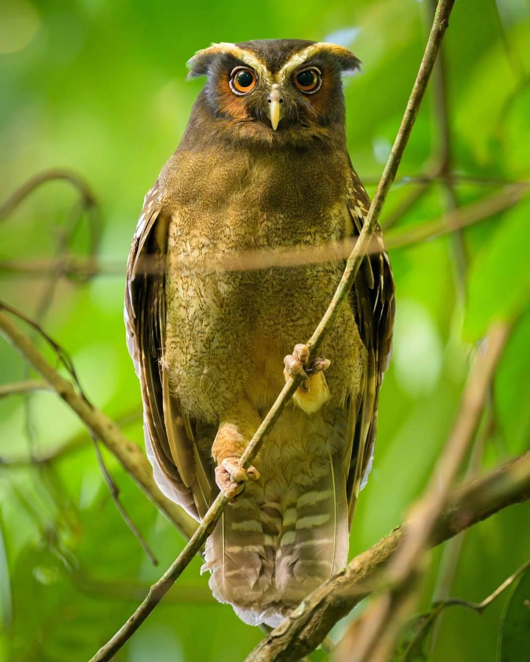 Six Owls of Costa Rica
