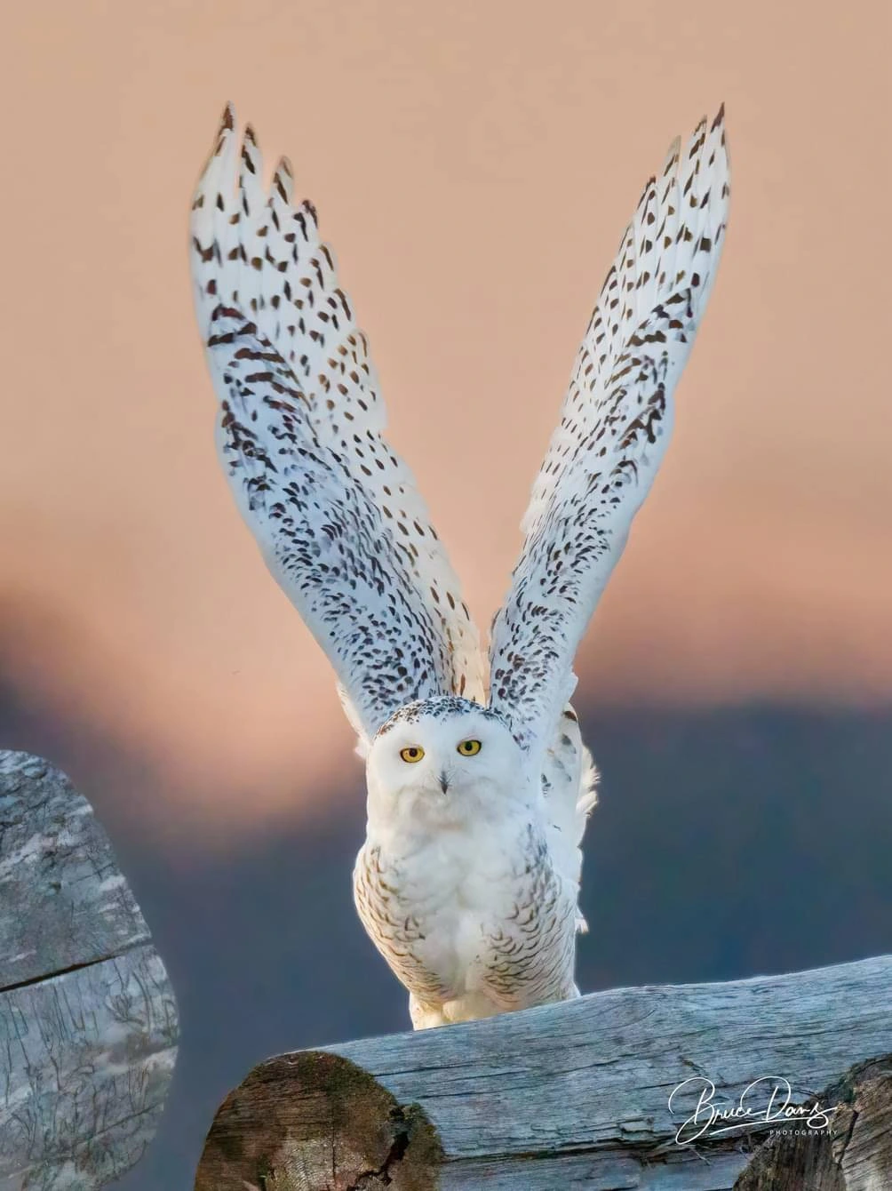 Deploying Wings