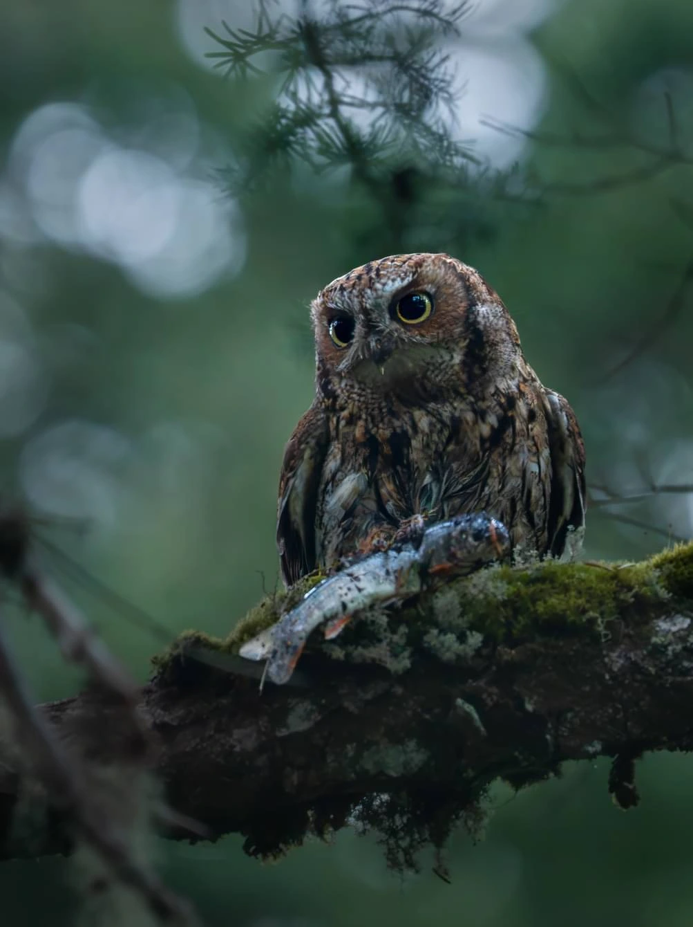 A Screech that Thinks It's a Fish Owl!