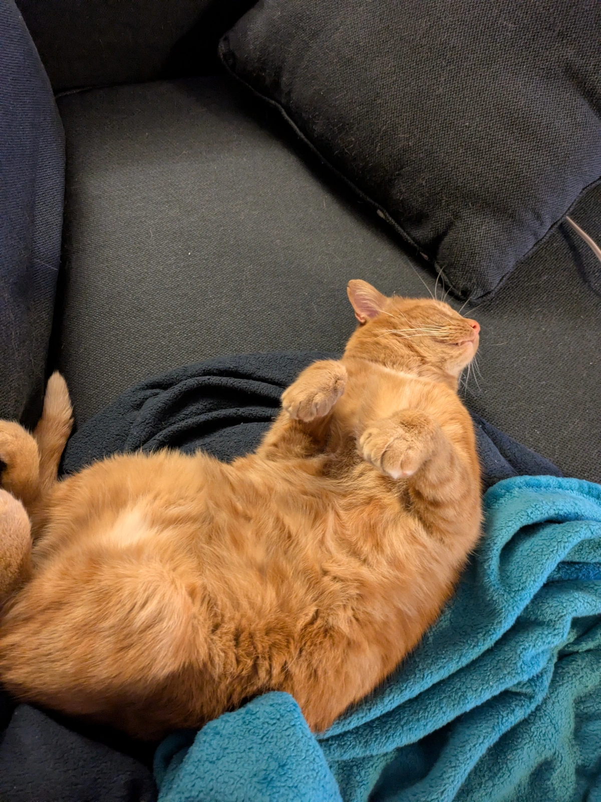 orange kitty belly 