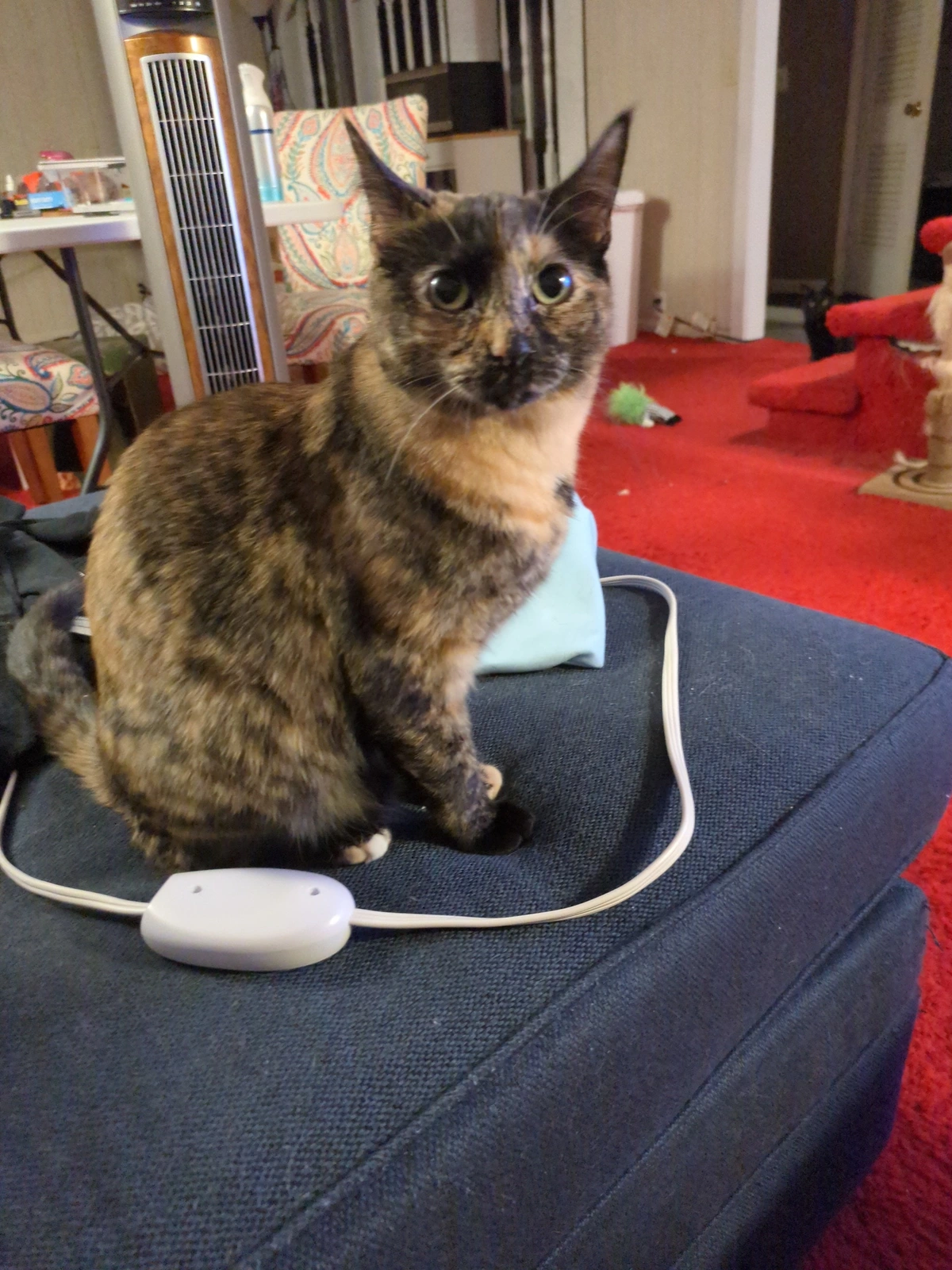 impatient cat 
