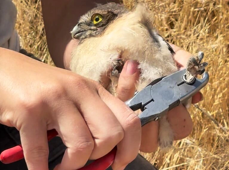 Umatilla burrowing owls get banded as part of a long-running research project