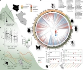 Limited thermal tolerance in tropical insects and its genomic signature - Nature