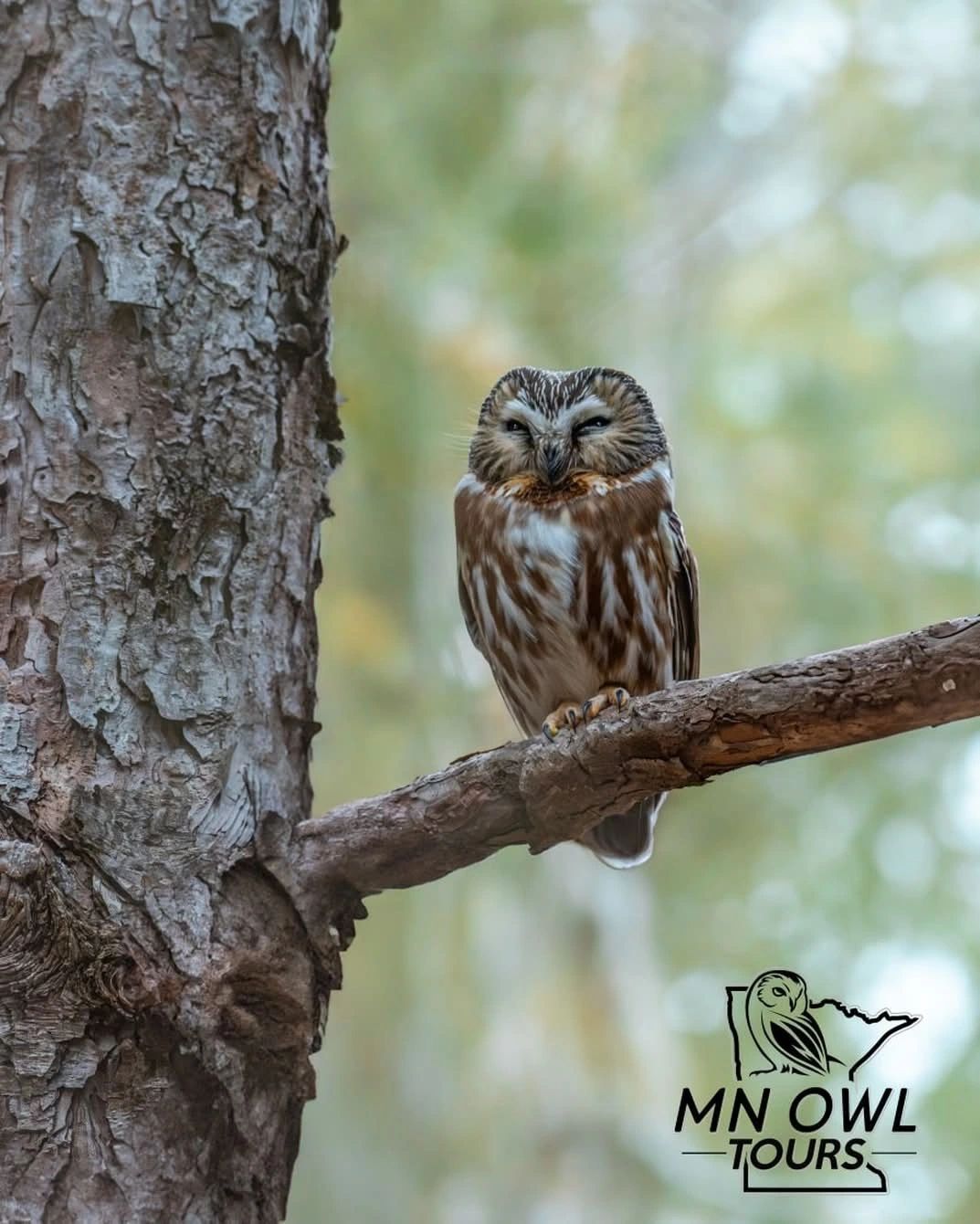 Too Sunny for a Nocturnal Owl