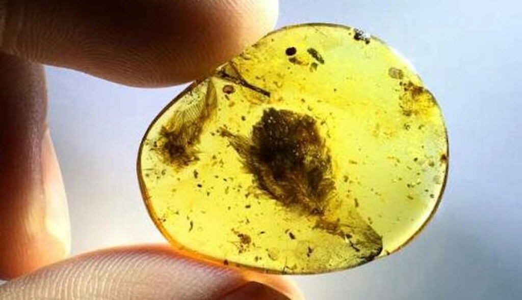 100,000,000-year-old bird wings were found trapped in amber