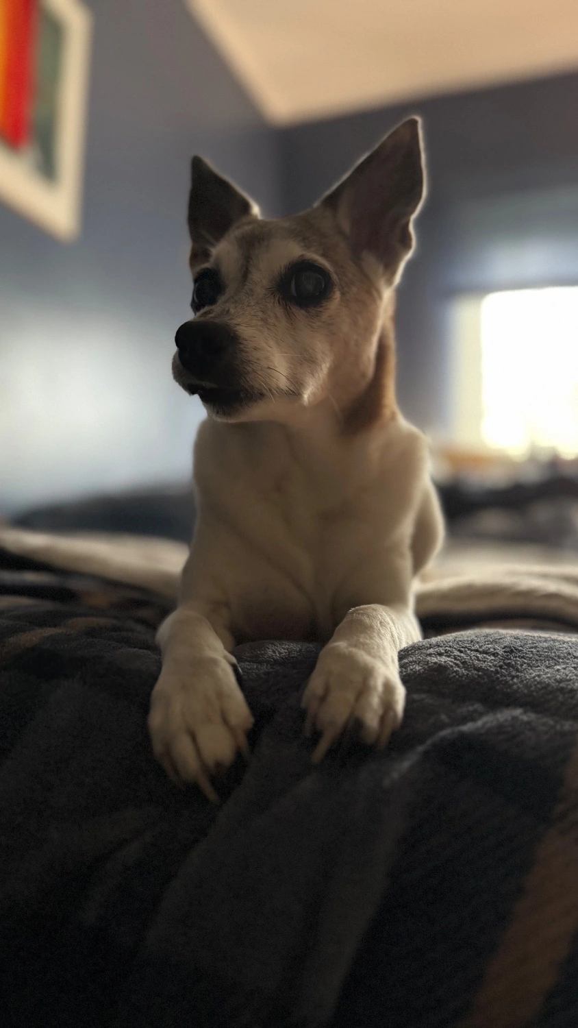 Jax Russel Terrier named Jax sitting at the edge of the bed